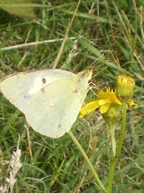 exemplaar, Colias croceus (oranje luzernevlinder, witte vorm) een exemplaar en