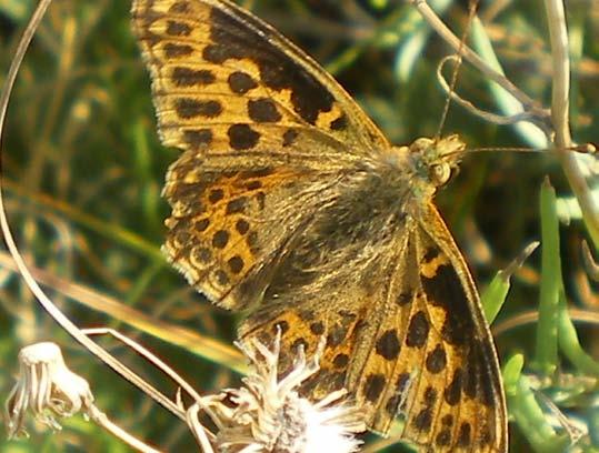 Van Issoria lathonia (kleine parelmoervlinder), heb ik de indruk dat het de laatste jaren minder goed gaat. De aantallen op de telronde zijn minder hoog dan in het verleden.