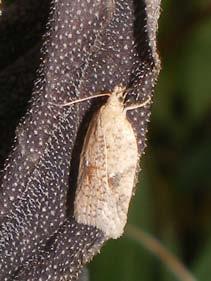 Conistra vaccinii Acleris ferrugana Agrochola macilenta ( bosbesuil ) ( geelbruine herfstuil ) 28 oktober Op het eind van de middag bijna