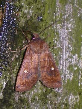 Toch ook weer een lichtpuntje, een nieuwe soort voor de lijst. Agrochola macilenta (geelbruine herfstuil), en dan ook nog met 6 exemplaren.