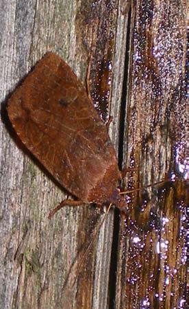 ditmaal om op spaanse aak (Acer campestre) naar mineerders te zoeken, met name Stigmella aceris (esdoornmineermot) en Ectoedemia louisella