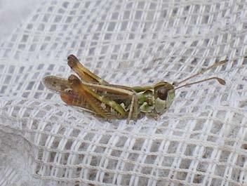 05-08-09 Myrmeleotettix maculatus