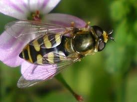 Odontomyia ornata. 1 ex.