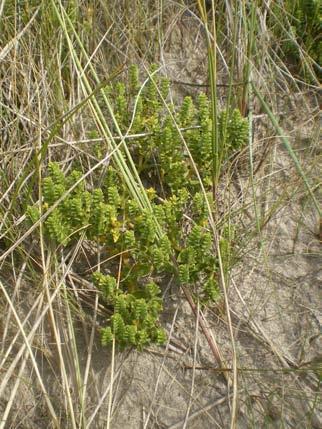 Euphorbia paralias (zeewolfsmelk), breidt