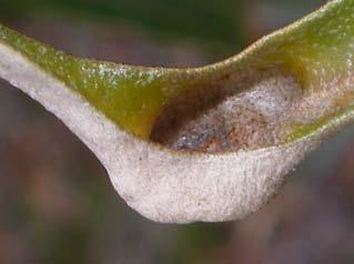 Cuscuta epithymum Honkenya peploides