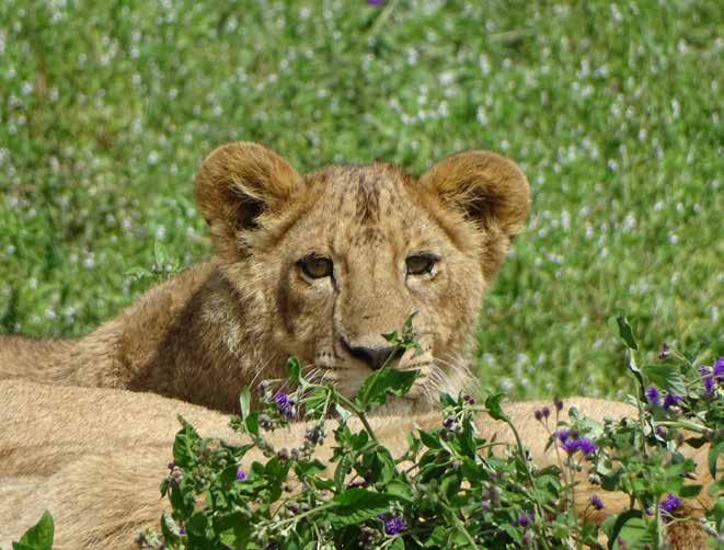 Vroeg op voor een ochtendsafari, nadien ontbijt in de lodge. Vrije tijd tot de 14 feb 2020 volgende safari met een picnic lunch.