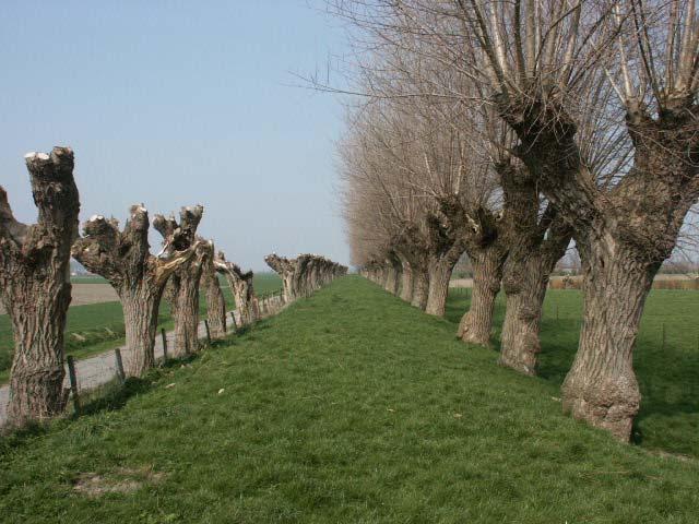Vergelijking tussen 2003 en 2007 Evenals in 2007 is Zeeuws-Vlaanderen in 2003 gebiedsdekkend onderzocht op de aanwezigheid van steenuilen.