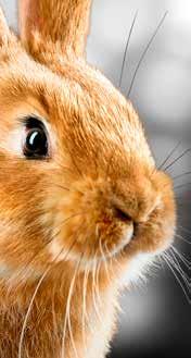 Voeding konijnen & knaagdieren basics Gerbils Wilde gerbils eten voornamelijk zaden, wortels en stengels. Een goed gerbilvoer bevat dus onder andere zaden en niet veel suikerrijke producten.