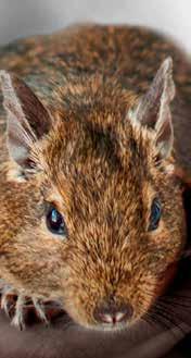 Geef ze naast een droogvoer speciaal voor gerbils ook kleine hoeveelheden groente, let erop dat die niet te vochtig zijn.