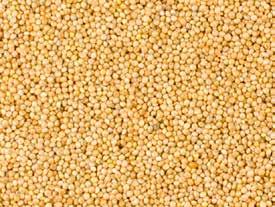 MONO-COMPONENTEN BASICS Millet De vogelliefhebber maakt duidelijk onderscheid tussen gierst en millet. We denken daarbij aan b.v. Senegalgierst, trosgierst, witte millet en rode millet.