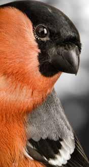 Daarnaast mogen deze vogels regelmatig wat eiof zachtvoer voer krijgen, zijn ze gek op trosgierst en moeten ze onbeperkt de beschikking hebben over grit.