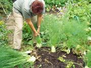 bessen Bomen: appel, pruim, kers