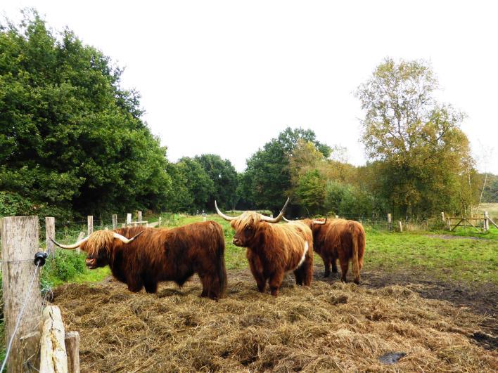 De Limousinrunderen worden ingezet bij het beheer van de natuurgebieden. 's Zomers graast het vee op de wei-/hooilanden. Kringloop van de natuur.