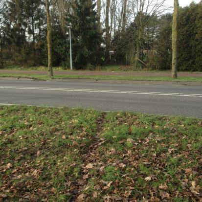 Foto 7: Dassenprenten op schouwpad sloot noordzijde plangebied Vanaf de burcht in de wal tegen de gemeentewerf aan is een hele duidelijke wissel gevonden naar het