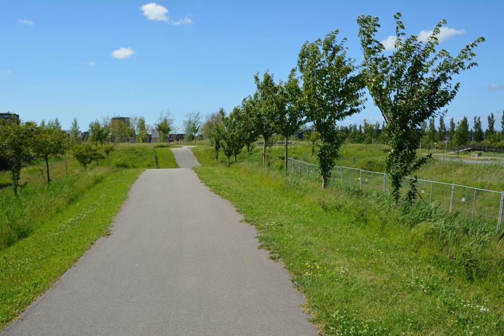 Toch blijft dit een doorn in het oog van de bewoners. Ook de toestand van de bomen geven een trieste aanblik. Zij hebben duidelijk onderhoud nodig.