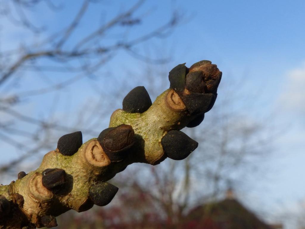 Voorkomen: algemeen op stobben, stammen en takken van loofbomen, soms ook op sparren. De es (Fraxinus excelsior) behoort tot de olijvenfamilie. De boom kan 20 tot 40 meter hoog worden.