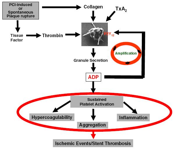 1. Inleiding Problematiek clopidogrel resistentie Clopidogrel resistentie Actief metaboliet