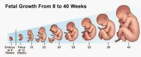 Risicobeoordeling prenatale ontwikkeling Blootstellingsroute: Inhalatie, dermaal, oraal opname in lichaam vrouw tijdens kritische periode Mogelijk dat eenmalige/momentane blootstelling dit effect