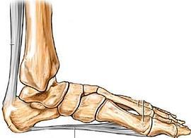 ANATOMIE Stevig peesblad dat de longitudinale boog