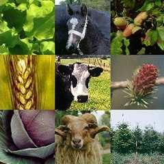 Plant Genetic Resources Forest Genetic Resources Animal Genetic Resources Landbouwhuisdieren, inclusief paarden Genetische variatie
