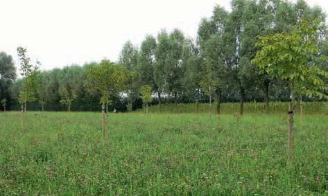 nemen de inkomsten van de noten toe. De opbrengst van het tussengewas neemt af doordat de bomen meer schaduw geven. De walnoot is een zeer geschikte boom om in een dergelijke mengteelt toe te passen.