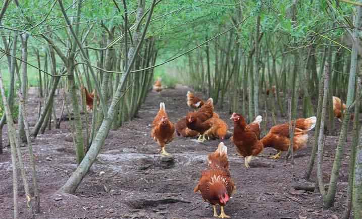 d AGROFORESTRY RY IN KIPPENUITLOPEN In Vlaanderen en Nederland deed men de afgelopen jaren in verschillende projecten ervaring op met houtige beplantingen in kippenuitlopen.