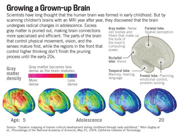 1. Hersenen van kinderen zijn kwetsbaar Hoofd van een kind is proportioneel