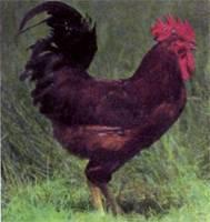 RODE STARA ZAGORA KIP/ STAROZAGORSKA RED CHICKEN Standaard omschrijving: Haan gewicht: 3,0-3,5 kg Hen gewicht: 2,3-2,5 kg