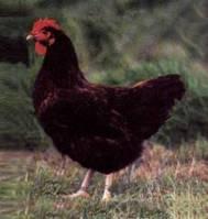 De Rode Stara Zagora kip is een middelzwaar ras, geschikt als leg- en vleeshoen, en geselecteerd in de 2e helft van de 20e eeuw