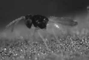 het effect van een bepaald middel onderzocht in samenwerking met de producent er van. R&D-Entomology De sluipwesp Encarsia formosa (foto: Koppert B.V.