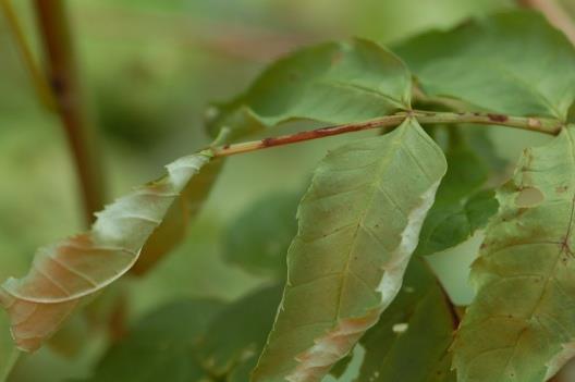 Doordat de verwelking laat in de zomer plaatsvindt, wanneer niet geïnfecteerde bladeren nog fris groen zijn, is visuele herkenning van ETS goed mogelijk. Fase 3.