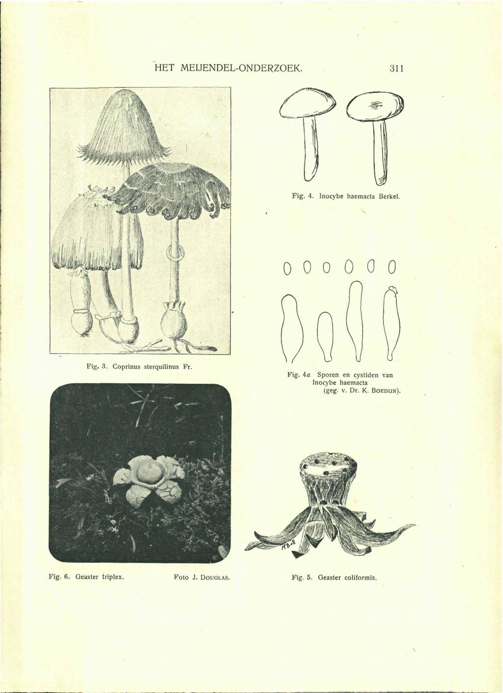 HET MEIJENDEL-ONDERZOEK. 311 Fig. 4. Inocybe haemacta Berkel. 0 0 0 o o o Fig, 3. Coprinus sterquilinus Fr. Fig. ia Sporen en cystiden van Inocybe haemacta (geg.