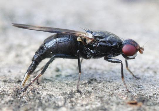 de prachtvlieg homalocephala biumbrata nieuw voor nederland (diptera: ulidiidae) John Smit, Sandra Lamberts, Gerwin van de Maat & Ben Hamers Prachtvliegen zijn vrij kleine vliegen die vaak een