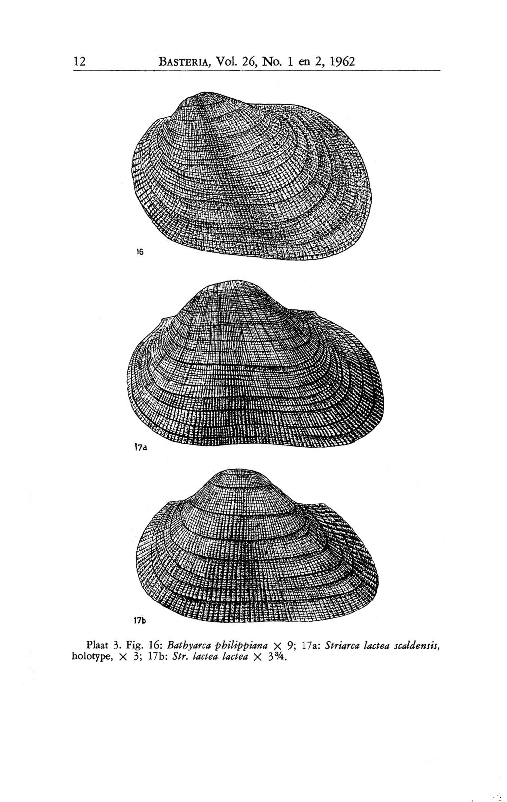 12 BASTERIA, Vol. 26, No.1 en 2, 1962 Plaat 3. Fig.