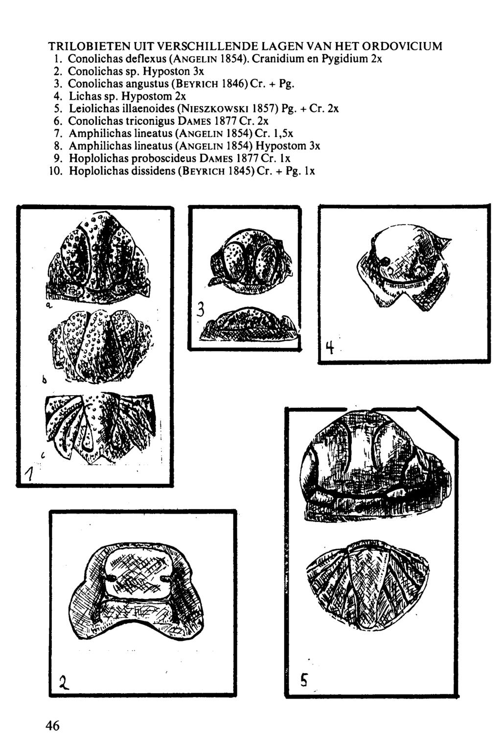 TRILOBIETEN UIT VERSCHILLENDE LAGEN VAN HET ORDOVICIUM 1. Conolichas deflexus (ANGELIN 1854). Cranidium en Pygidium 2x 2. Conolichas sp. Hyposton 3x 3. Conolichas angustus (BEYRICH 1846) Cr. + Pg. 4.
