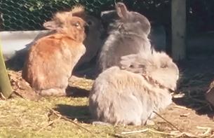 konijntjes thuis blijven. Alle cavia s en konijnen vonden een nieuwe gezellige thuis in de tuin van juf Miek.