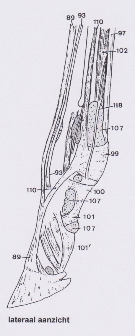 Meer distaal vormen het scutum medium en de distale sesamligamenten (ligg. sesamoïdea distale) de dorsale wand van de sesamschede (König en Liebich, 2008; Schramme en Smith, 2010).