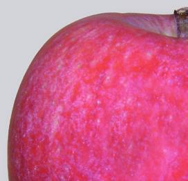 Appels NIEUW BELGICA (het clubras van de Belgische Fruitveiling) Middelgrote appel