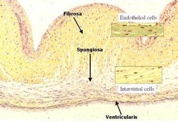 INLEIDING.. Extracellulaire matrix (ECM) Een hartklep is opgebouwd uit drie lagen (lamina fibrosa, -spongiosa en -ventricularis), die aangereikt worden met specifieke ECM componenten (Fig. A).