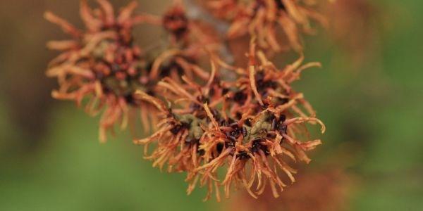 Ze bloeien ongeacht koude of sneeuw, hebben gele, oranje en rode bloemen op kale takken en verspreiden een krachtig maar heerlijk