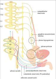 Casus mevr W Neurogenic lower urinary tract dysfunction (NLUTD) Persoonlijke factoren, Realistische vrouw met goed ziekte inzicht, maar ze vindt het lastig om toe te geven aan vermoeidheid.