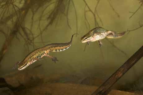 Vaak hebben ze ook een zeer kleine draadstaart wat bij vrouwelijke kleine watersalamanders niet het geval is.