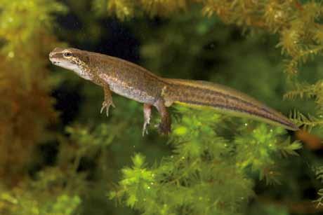 3) In Noord-Brabant is een beschermingsplan voor de vinpootsalamander verschenen (Smit & Van der Winden 1996). De realisatie van nieuwe voortplantingswateren in geschikte landhabitats is wenselijk.