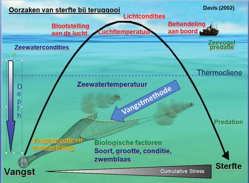 Tijdens het vissen, het bovenhalen en verwerken van de vangst spelen meerdere stressoren in op de gezondheid van de vis.