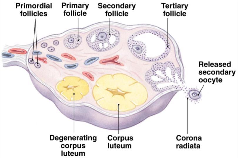 6.2.2 EICELRIJPING Voordat de eicel in de baarmoeder terecht komt moet hij al bevrucht zijn. De bevruchting gebeurt bijna altijd in de eileider.