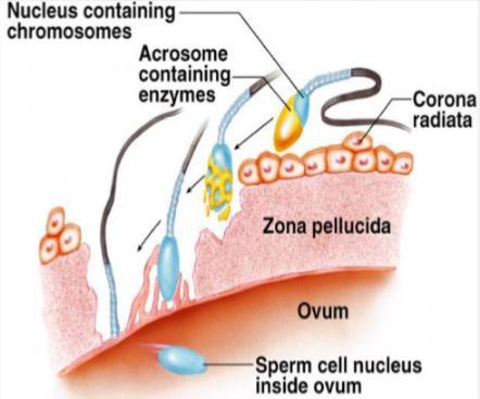 6.2.4 BEVRUCHTING Na de ejaculatie van ongeveer 300 miljoen zaadcellen bereiken slechts 100 de eileider (afvalrace).