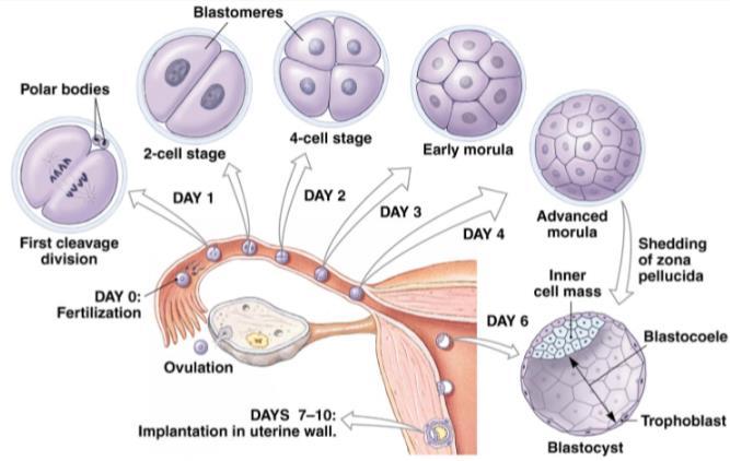 6.2.5 ZWANGERSCHAP 6.2.5.1 ZWANGERSCHAPSHORMOON HCG of Humaan Chorionisch Gonadotropine is het zwangerschapshormoon. Dit hormoon wordt gesecreteerd door het chorion (buitenste laag van de placenta).
