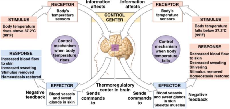 Temperatuur (bloedvaten, zweetklieren, ) staan onder invloed van de hypothalamus.
