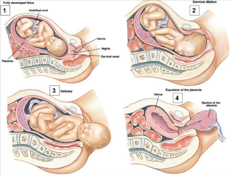 6.2.7 BORSTEN Borsten zijn voor de kinderen een alternatief voor de navelstreng. De melkklieren zijn afhankelijk van hormonen.