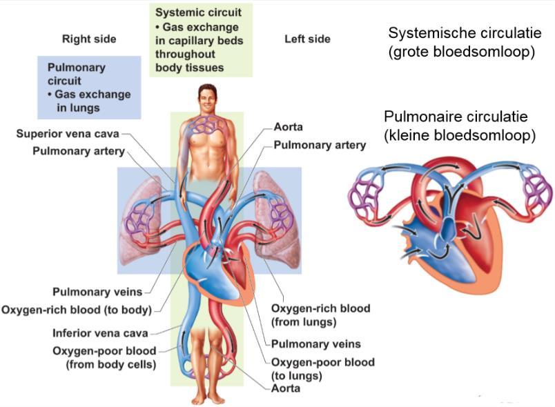 7 CARDIO-RESPIRATOIR SYSTEEM Cardiovasculaire circulatie (bloedsomloop): Pomp = hart (pompt 5 liter per minuut in rust door ons lichaam) Buizen = bloedvaten (arteriën en venen) Transportmiddel =
